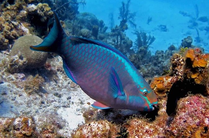 Luxury Sail & Snorkeling - Practical Information and Tips