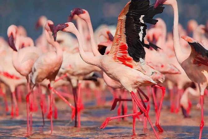 Bonaire Essentials Island Tour - Exploring the Bonaire Essentials Island Tour in Depth