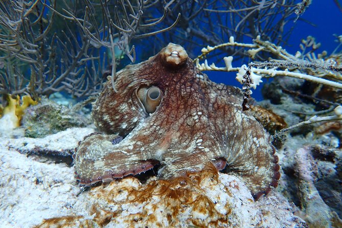 Klein Bonaire Marine Park Snorkeling Excursion - Review Highlights from Past Guests