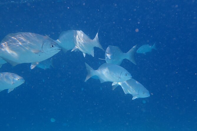 Snorkel marathon - The Pros and Cons