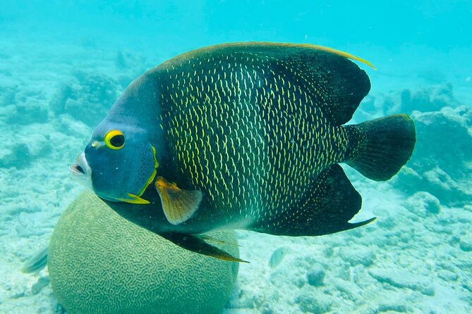 Snorkel marathon - FAQ