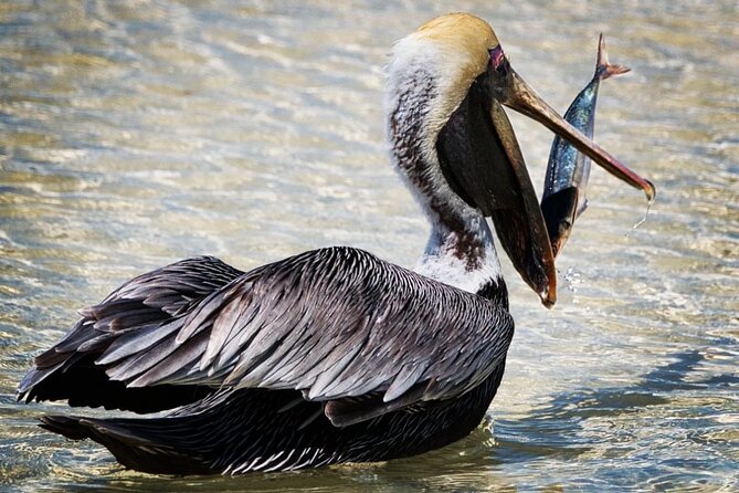 VIP Private North Island Tour - The Iconic 1000 Steps: Climbing for the View