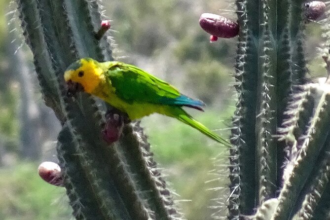 VIP Private North Island Tour - Seru Largu: Panoramic Views