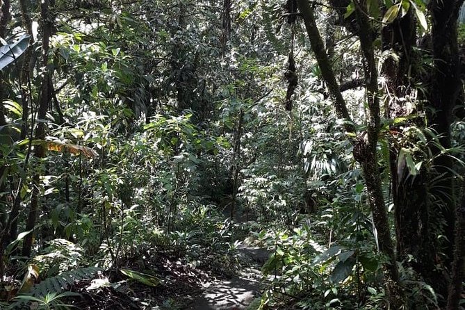 Martinique North Island Private Tour - A Deep Dive into the Martinique North Island Private Tour