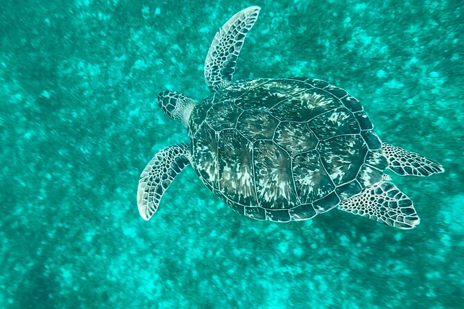 Martinique : Anse Coralienne & Tortues - Potential Drawbacks and Challenges