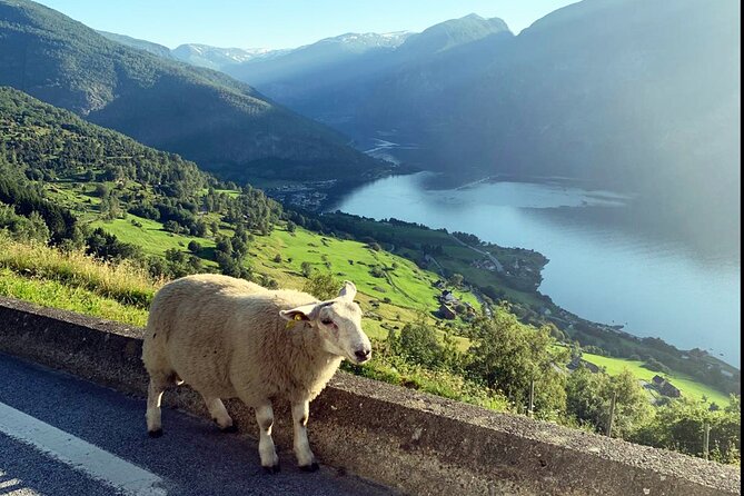 Private Guided Tour to Oslo Nærøyfjord Cruise and Flåm Railway - Who Will Love This Tour?