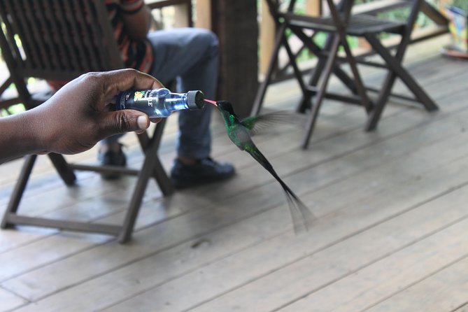 Bird Feeding Sanctuary & Montego Bay Highlight Tour - Why This Tour Offers Quality and Value