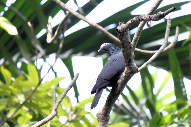 Bird Feeding Sanctuary & Montego Bay Highlight Tour - Key Points