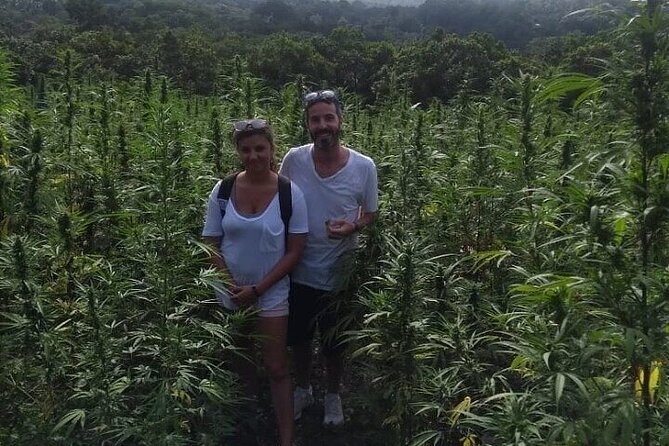 Jamaica Farm Private Dispensary Tour Montego Bay - Who Should Book This Tour?
