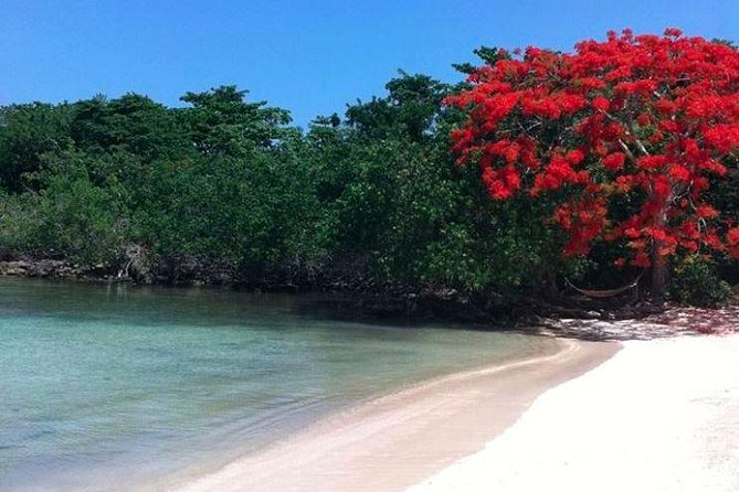 Private Half Moon Beach Tour from Montego Bay - Key Points
