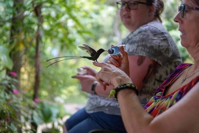 Rockland Bird Sanctuary plus Montego Bay Highlights & Shopping Private Tour - Montego Bay Highlights & Shopping: A Taste of Jamaicas Local Vibe
