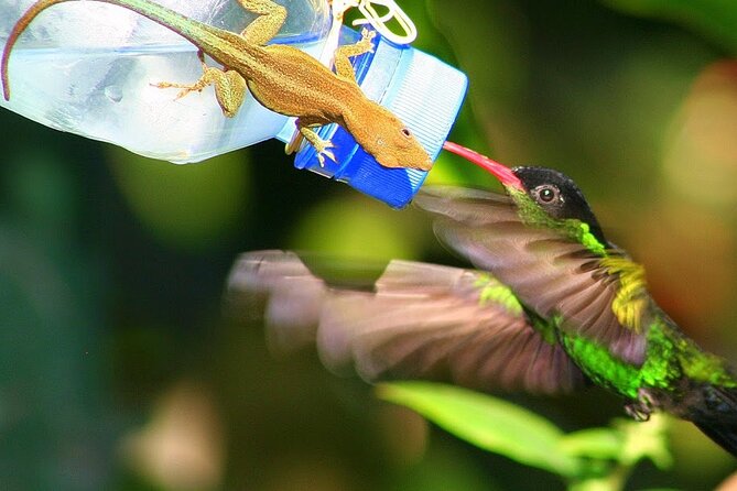 Rockland Bird Sanctuary plus Montego Bay Highlights & Shopping Private Tour - Exploring the Rockland Bird Sanctuary: An Up-Close Birdwatching Paradise