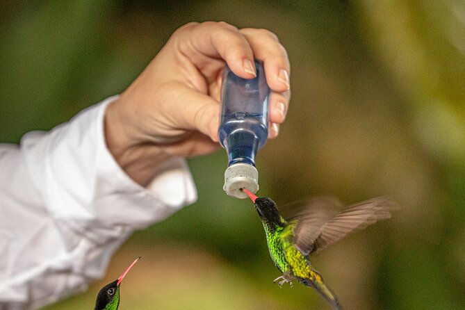 Rockland Bird Sanctuary plus Montego Bay Highlights & Shopping Private Tour - Transportation and Logistics: Comfort and Convenience