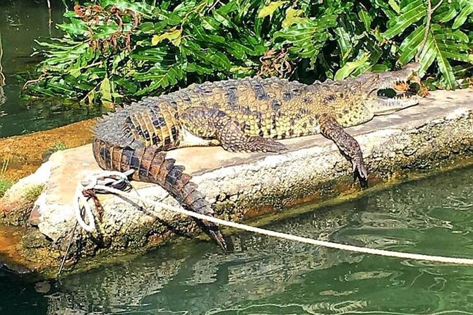 Private Black River Safari Tour from Montego Bay Resorts - The Sum Up: Is the Black River Safari for You?