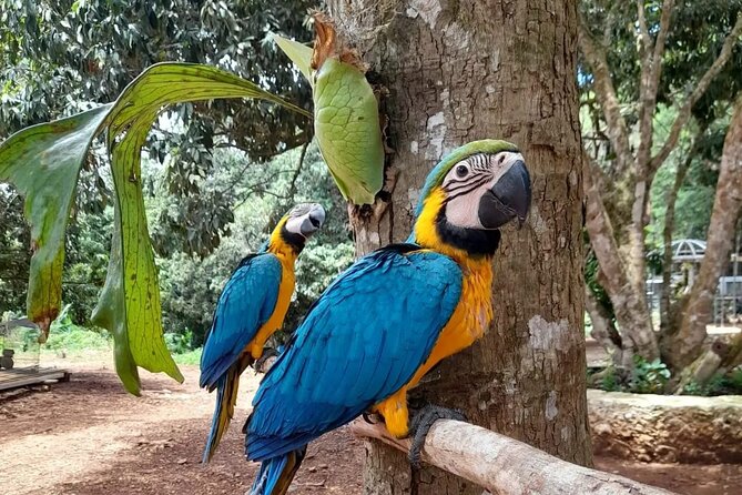 Horseback Riding, ATV & More in the Mountains of Montego Bay - The Sum Up