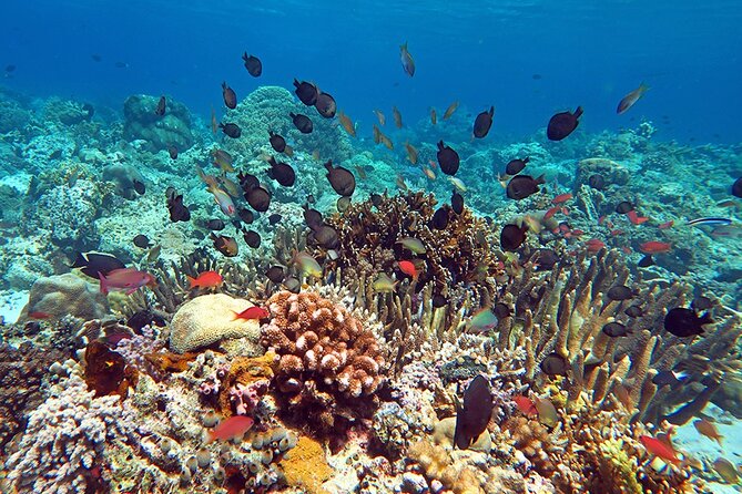 Snorkeling activity with Boat ride from Montego Bay - FAQ