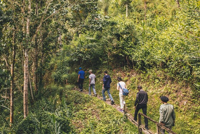 Bush Hiking to explore Wild Plants & Fresh Fruits,Montego Bay - Key Points