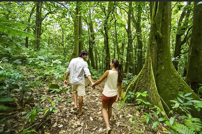 Bush Hiking to explore Wild Plants & Fresh Fruits,Montego Bay - Who Will Appreciate This Experience?