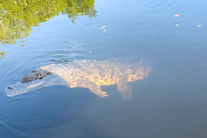 Appleton Rum Estate, Black River Safari & Pelican Bar Private tou - Who Should Consider This Tour?