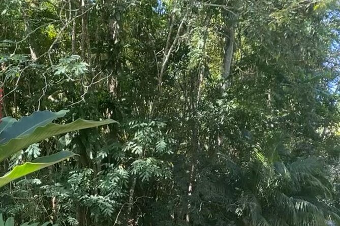 Jamaica Bamboo Rafting with Bus Transportation - What’s Included and What You Should Bring