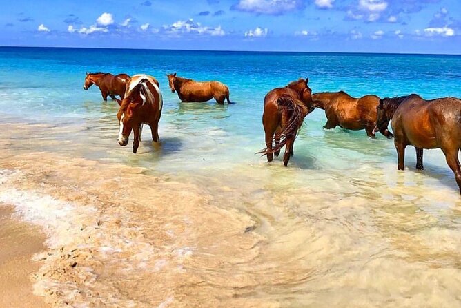 ATV Blue Hole and Horseback Riding from Montego Bay - Who Will Love This Tour?