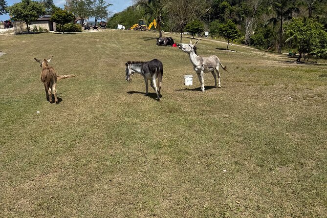 Halfmoon resort and spa private airport transfer - Who Should Book This Transfer?