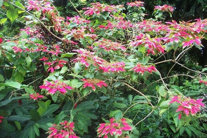 Montreal Gardens Tour with Trubb Taxi Tours - Why This Tour Is Worth Your Time