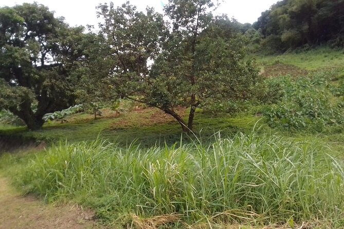 Summit Adventure: Conquer the La Soufriere Volcano - FAQ