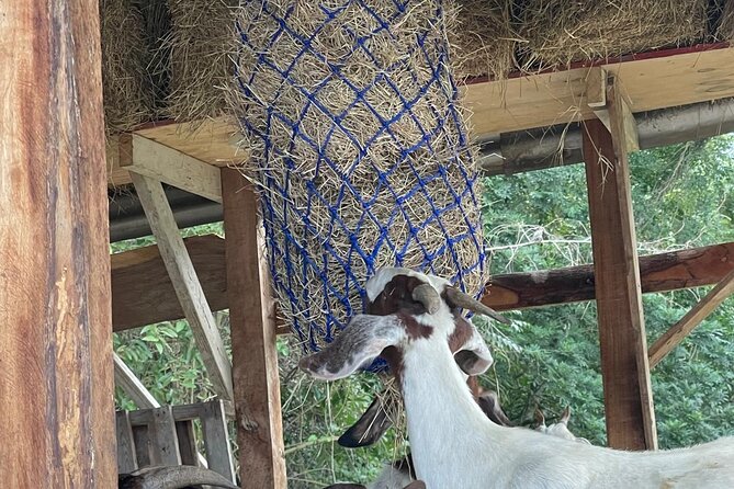 Jamaican Farm Life, Local Beach Experience - Family Friendly - Final Thoughts: Who Is This Tour Best For?