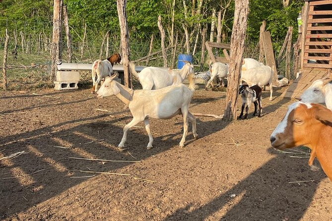 Jamaican Farm Life, Local Beach Experience - Family Friendly - A Deep Dive into the Jamaican Farm Life, Local Beach Experience