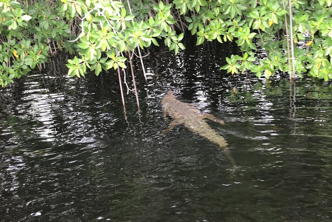 YS Falls, Black River Safari, Floyds Pelican Bar - The Bottom Line: Who Should Consider This Tour?