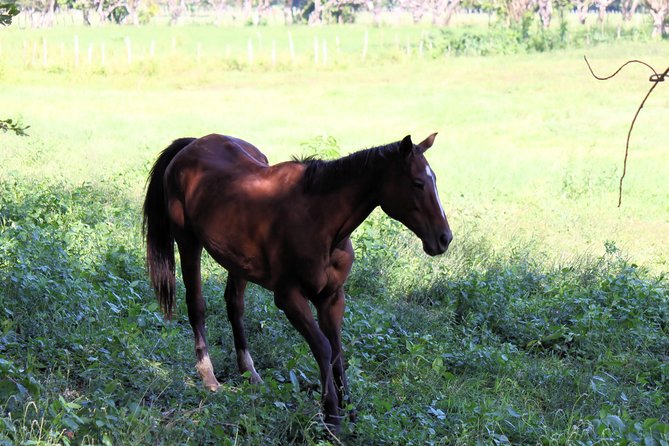 YS Falls and Sightseeing Tour Day Adventure - FAQs