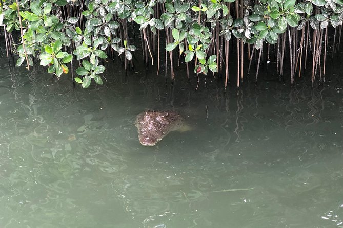 Black River Safari, YS Falls and Appleton Estate - Key Points