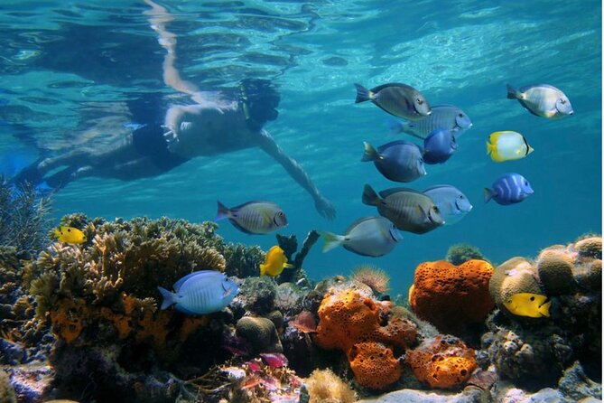 Negril Glass Bottom Boat Tour Snorkeling and Booby Cay - A Dive into the Details: What to Expect on This Tour