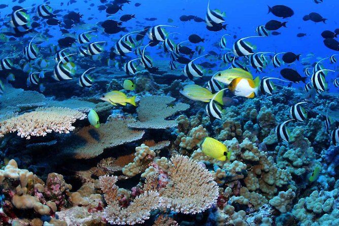 Negril Glass Bottom Boat Tour Snorkeling and Booby Cay - Who Will Love This Tour?