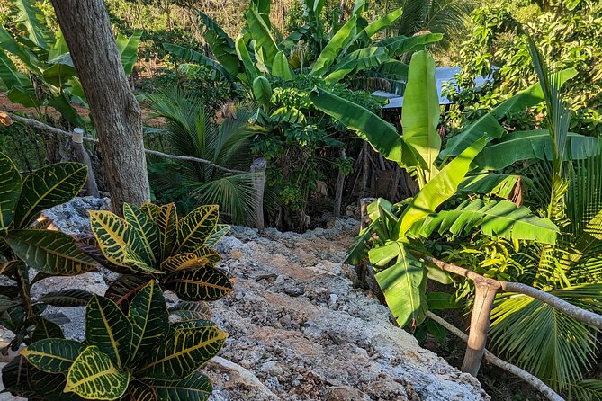 Jamaican Roots Tropical Farm Tour - Taste & Explore (Negril) 2hr - What to Expect During the Itinerary