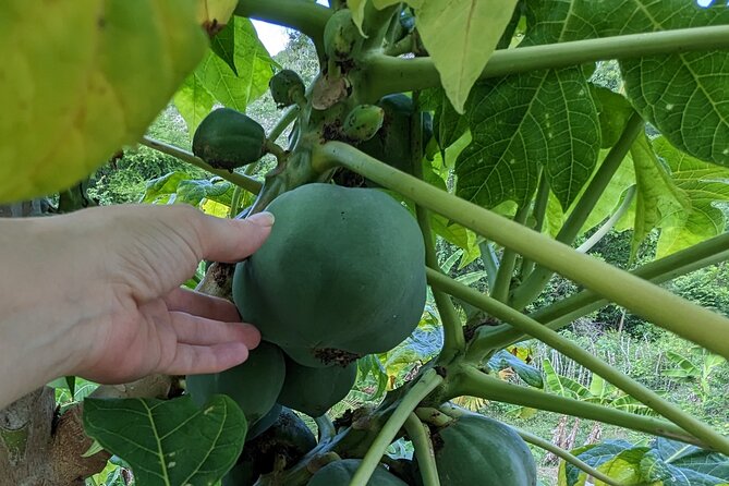 Jamaican Roots Tropical Farm Tour - Taste & Explore (Negril) 2hr - The Sum Up: Who Will Love This Tour?