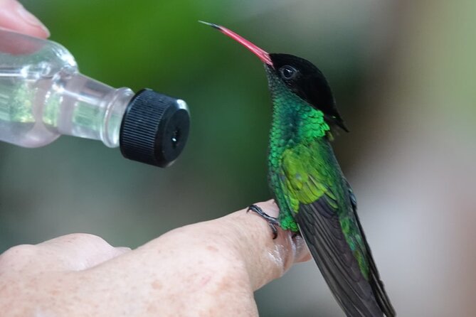 Private Lethe River Rafting and Bird Sanctuary Tour in Negril - Who Will Love This Tour?