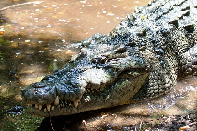 Wildlife Eco Tour on the coast of Oaxaca. - A Detailed Look at the Wildlife Eco Tour on the Oaxaca Coast