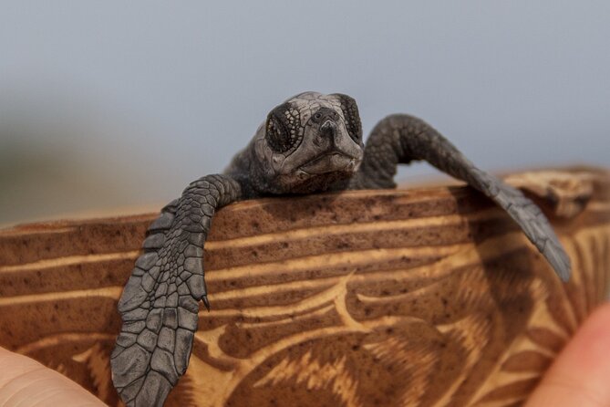 From Huatulco: Turtle Release & Bioluminescence - Final Thoughts: Who Will Love This Tour?