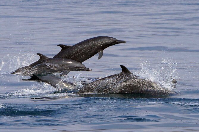 Private Huatulco Ocean, Bays & Coral Reef Snorkeling Adventures - Who Should Consider This Adventure?