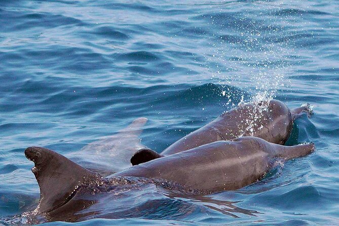 Private Huatulco Ocean, Bays & Coral Reef Snorkeling Adventures - Frequently Asked Questions (FAQs)