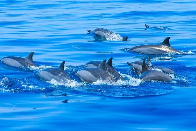 Observation DE Marine Mammals Dolphins and Ballenas EN Huatulco - In-Depth Look at the Itinerary