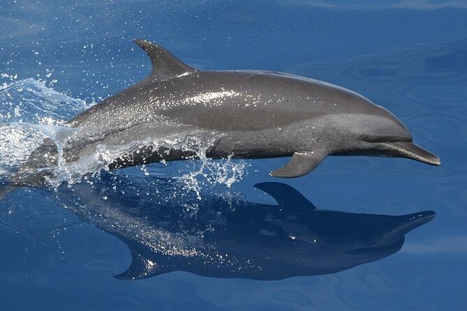 Observation DE Marine Mammals Dolphins and Ballenas EN Huatulco - Authentic Experiences and Real Traveler Feedback