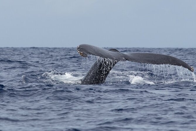 Observation DE Marine Mammals Dolphins and Ballenas EN Huatulco - FAQ