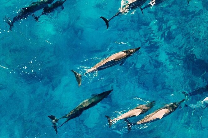 Observation DE Marine Mammals Dolphins and Ballenas EN Huatulco - Who Should Consider This Tour?