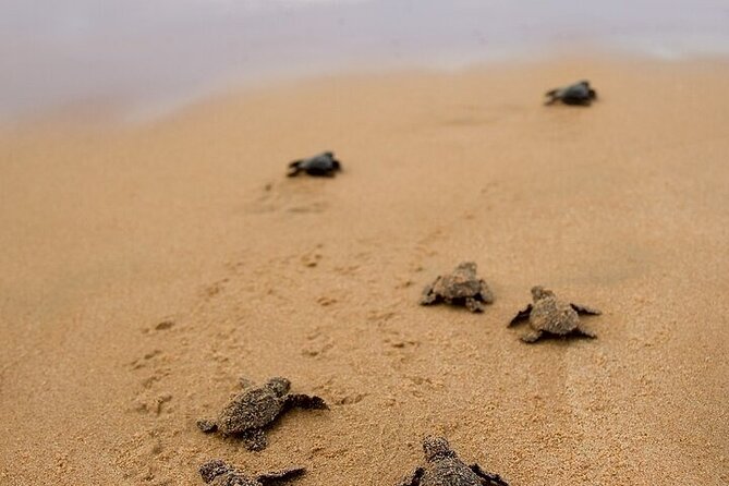 Turtle Release and Bioluminescence - The Itinerary: What You Can Expect