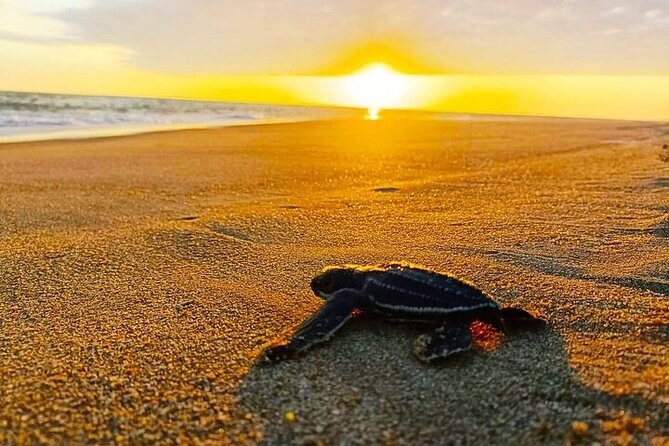 Turtle Release and Bioluminescence - What Travelers Say