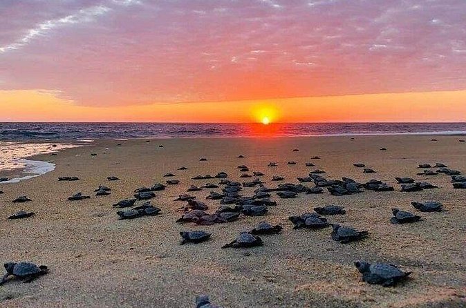Turtle Release and Bioluminescence - Who Will Love This Tour?