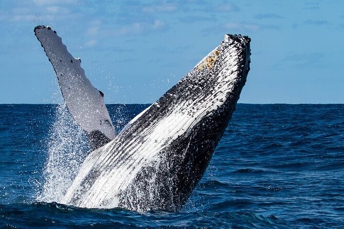 Sighting DE Marine Mammals and Snorkeling - An In-Depth Look at the Huatulco Marine Mammal and Snorkeling Tour